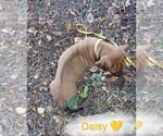 Small Photo #5 Rhodesian Ridgeback Puppy For Sale in ASBURY, MO, USA