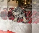 Small Photo #12 Schnauzer (Miniature) Puppy For Sale in KANNAPOLIS, NC, USA