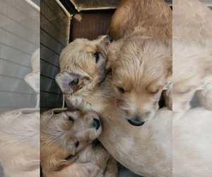 Goldendoodle Puppy for sale in BATH, NY, USA