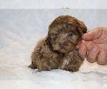 Small #16 ShihPoo