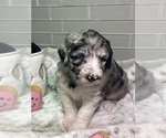 Small Photo #4 Sheepadoodle Puppy For Sale in BROOKSVILLE, FL, USA