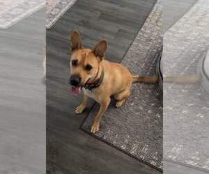 Mutt Dogs for adoption in Menifee, CA, USA