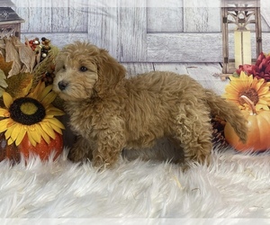 Bernedoodle (Miniature) Puppy for sale in SAINT AUGUSTINE, FL, USA