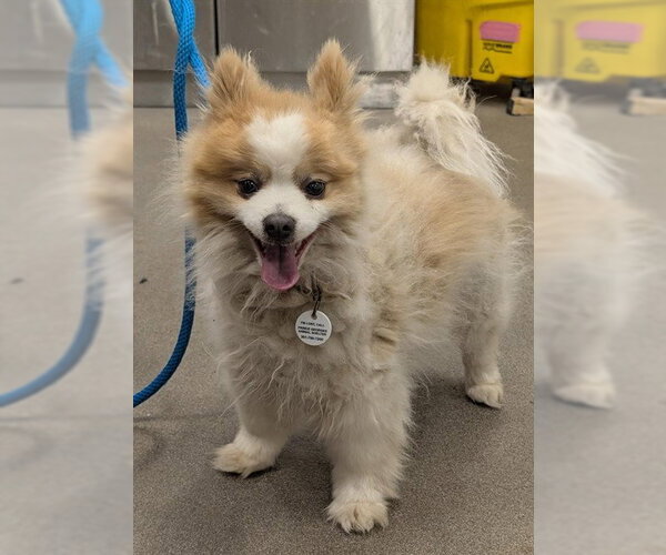 Medium Photo #1 Pomeranian Puppy For Sale in Forestville, MD, USA