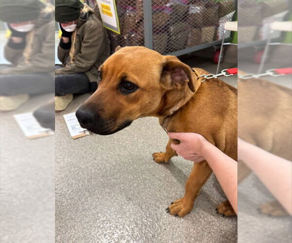 Medium Photo #1 Black Mouth Cur Puppy For Sale in Louisville, KY, USA