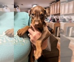 Small Photo #1 Doberman Pinscher Puppy For Sale in CORRIGAN, TX, USA