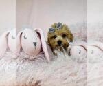 Small #5 Goldendoodle