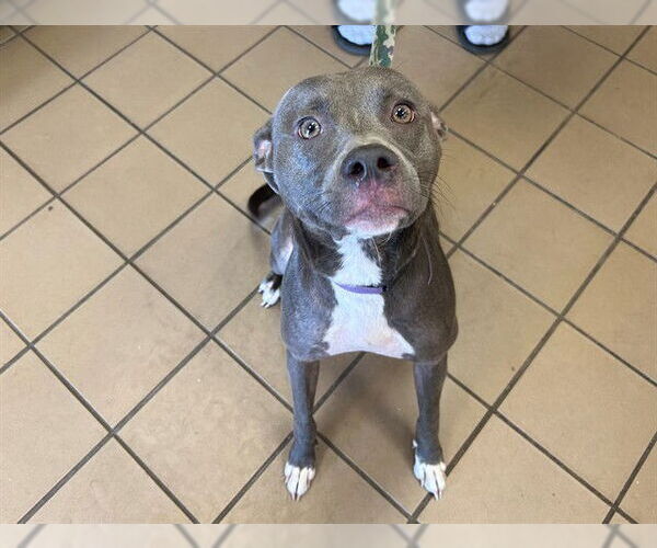 Medium Photo #1 American Pit Bull Terrier Puppy For Sale in Ocala, FL, USA