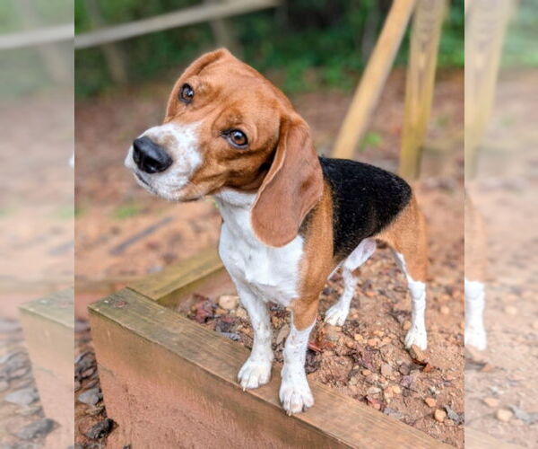 Medium Photo #1 Beagle Puppy For Sale in Candler, NC, USA