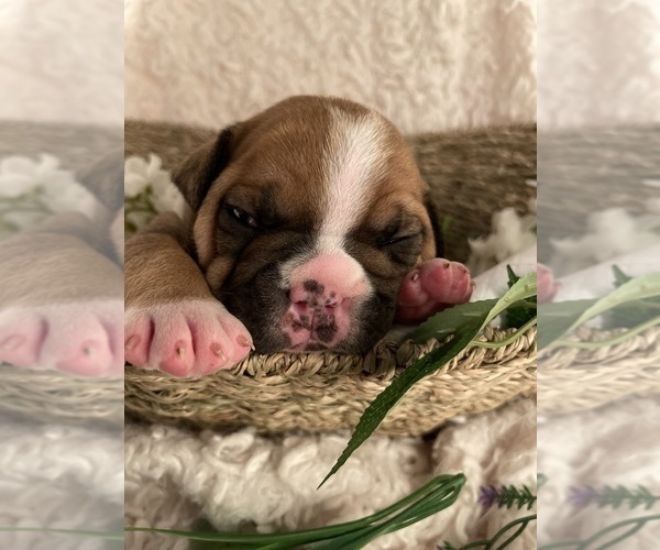 Medium Photo #3 Olde English Bulldogge Puppy For Sale in WEATHERFORD, TX, USA