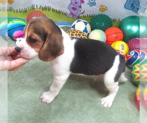 Beagle Puppy for sale in RATTAN, OK, USA