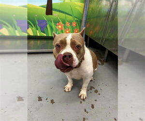 American Pit Bull Terrier-Unknown Mix Dogs for adoption in Waco, TX, USA