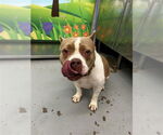 Small American Pit Bull Terrier Mix