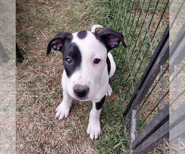 Medium Photo #9 Boxer-Unknown Mix Puppy For Sale in Mooresville, NC, USA