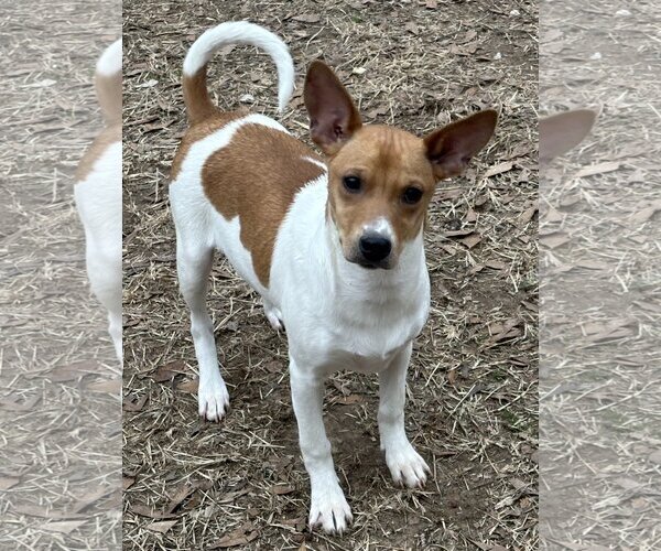 Medium Photo #4 Jack-Rat Terrier Puppy For Sale in Yardley, PA, USA
