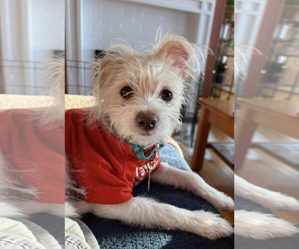 Medium Photo #2 Poodle (Miniature)-Unknown Mix Puppy For Sale in Rochester, NY, USA