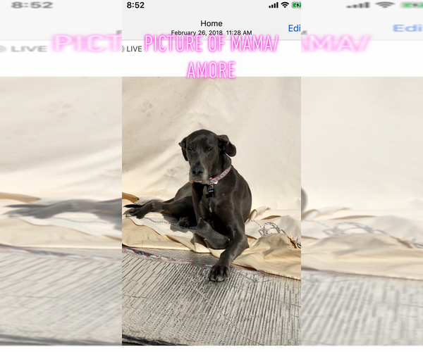 Medium Photo #1 Great Dane Puppy For Sale in HENDERSON, NV, USA