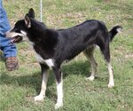 Small #2 Huskies  Mix