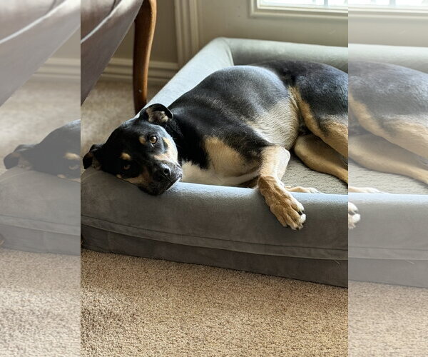 Medium Photo #8 Mutt Puppy For Sale in Sandy, UT, USA