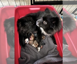 Mother of the Pomeranian puppies born on 05/06/2022