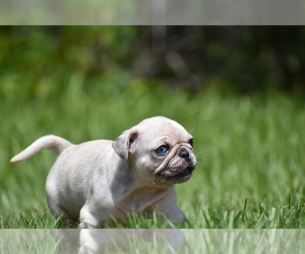 Medium Photo #4 Pug Puppy For Sale in PALM COAST, FL, USA