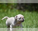 Small #3 Pug