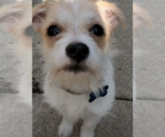 Small #3 Mutt