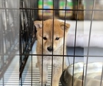 Small Photo #15 Shiba Inu Puppy For Sale in FREMONT, CA, USA