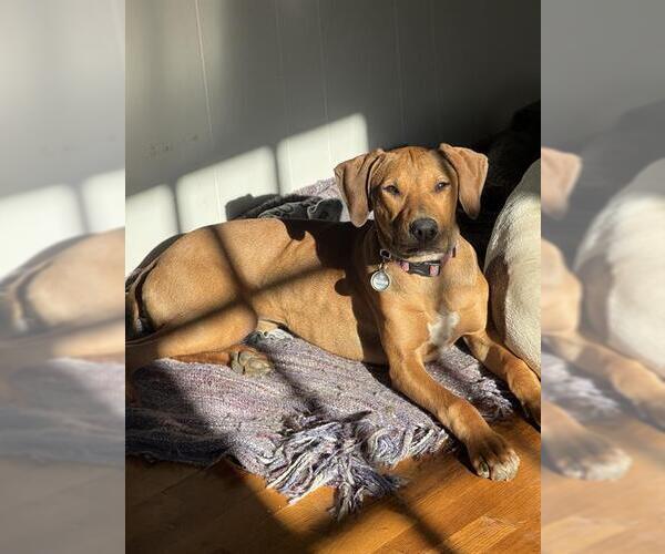 Medium Photo #2 American Pit Bull Terrier Puppy For Sale in Charlotte, NC, USA