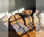 Small #1 American Pit Bull Terrier