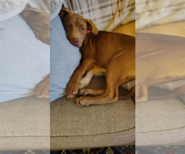 Medium Photo #2 Labrador Retriever-Unknown Mix Puppy For Sale in New London, WI, USA