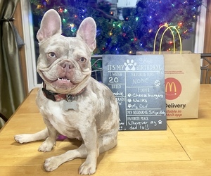 Mother of the French Bulldog puppies born on 04/24/2025