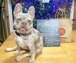 Small Photo #1 French Bulldog Puppy For Sale in BRIGHTON, CO, USA
