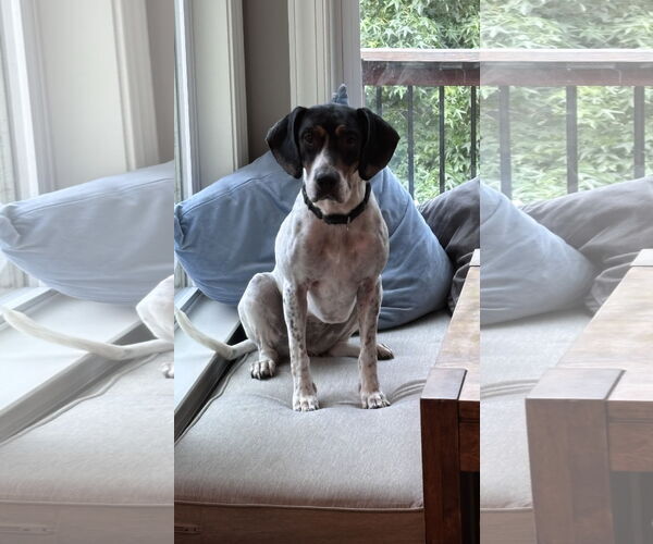 Medium Photo #2 American Foxhound-Beagle Mix Puppy For Sale in Holly Springs, NC, USA