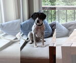 Small #1 American Foxhound-Beagle Mix