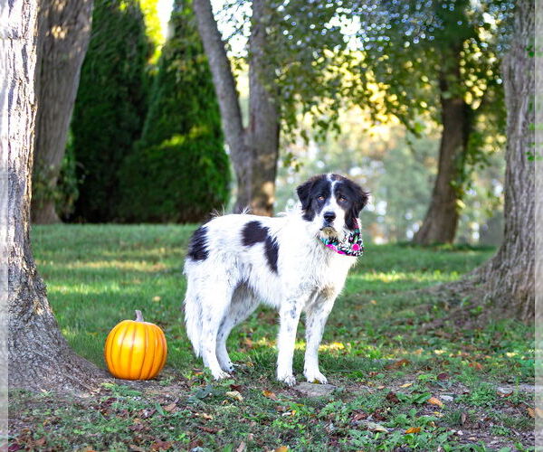 Medium Photo #5 Great Pyrenees-Unknown Mix Puppy For Sale in Unionville, PA, USA