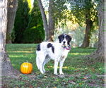 Small Photo #5 Great Pyrenees-Unknown Mix Puppy For Sale in Unionville, PA, USA