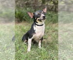 Small #3 Chihuahua Mix