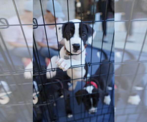 Medium Photo #4 American Staffordshire Terrier-Unknown Mix Puppy For Sale in Holly Springs, NC, USA