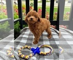 Small Photo #5 Goldendoodle (Miniature) Puppy For Sale in INDIANAPOLIS, IN, USA