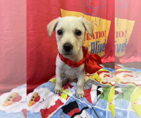 Medium Photo #1 Labrador Retriever-Unknown Mix Puppy For Sale in The Woodlands, TX, USA