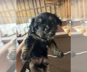 Morkie Puppy for sale in WHITE OAK, GA, USA