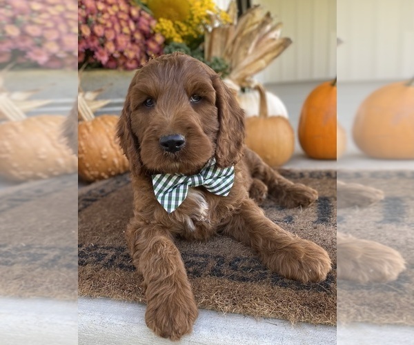 Medium Photo #5 Irish Doodle Puppy For Sale in WOOSTER, OH, USA
