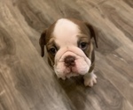 Small Photo #11 Bulldog Puppy For Sale in SPRING HILL, FL, USA