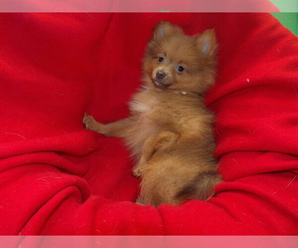 Medium Photo #2 Pomeranian Puppy For Sale in PATERSON, NJ, USA