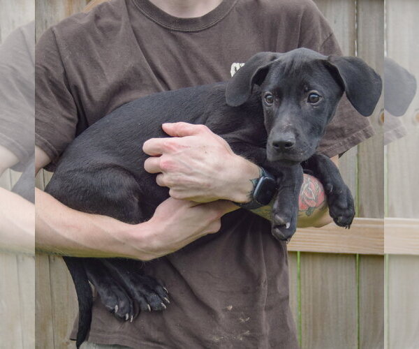 Medium Photo #2 Labralas Puppy For Sale in Huntley, IL, USA