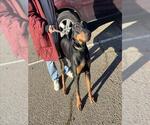Small Doberman Pinscher