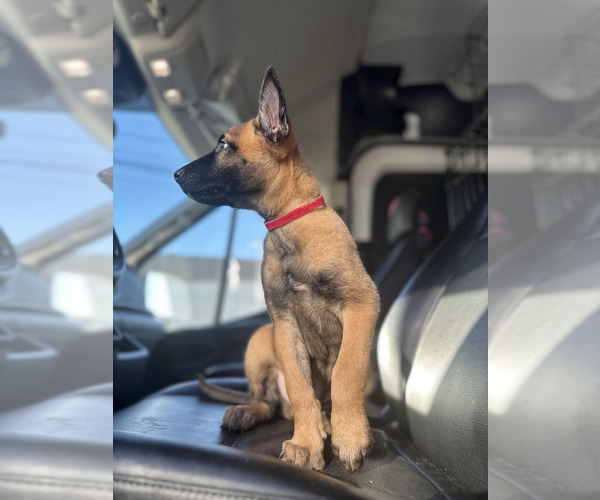 Medium Photo #3 Belgian Malinois Puppy For Sale in S CHARLESTON, WV, USA