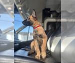 Small #2 Belgian Malinois