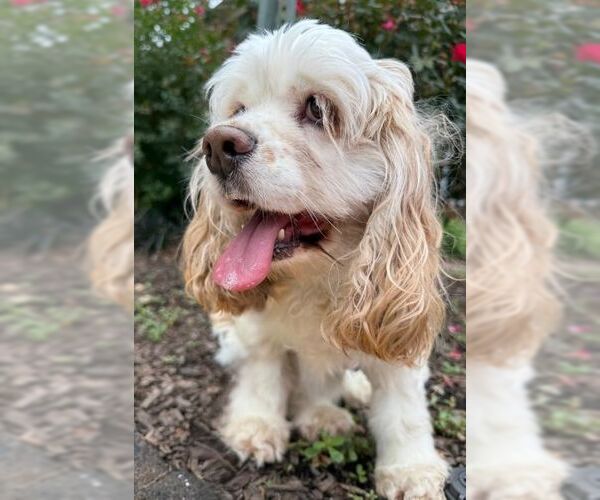 Medium Photo #10 Cocker Spaniel Puppy For Sale in Arlington, VA, USA